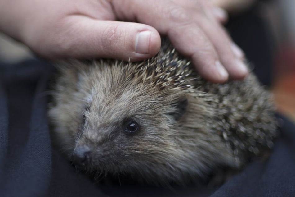 Bis Ende Oktober müssen kleine Igel um die 550 Gramm wiegen, nur so überstehen sie den Winter.
