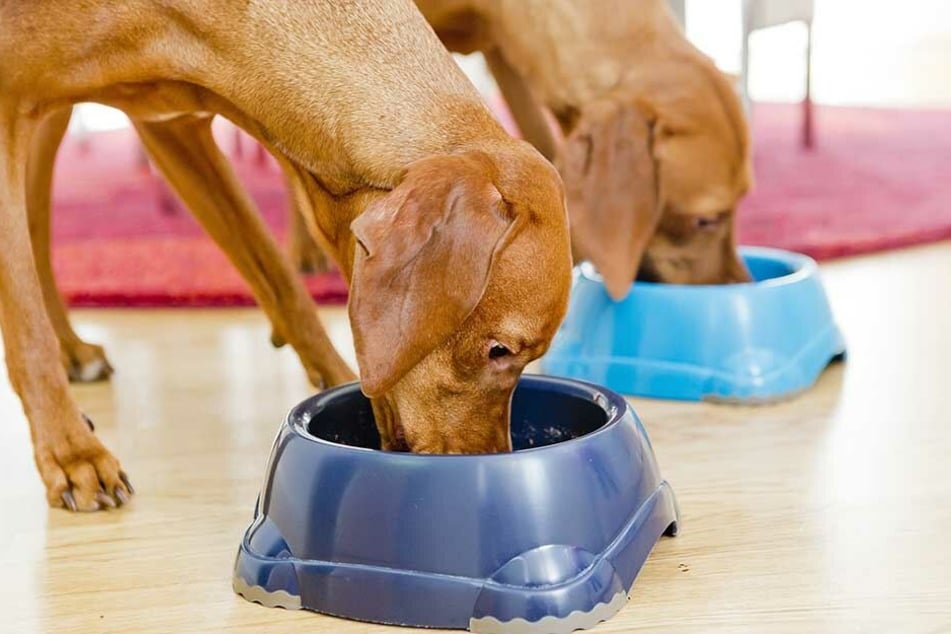 Hunde sollten vor allem das Fressen, was für sie auch gedacht ist. Leckerlies vom Oster-Tisch gehören nicht dazu,