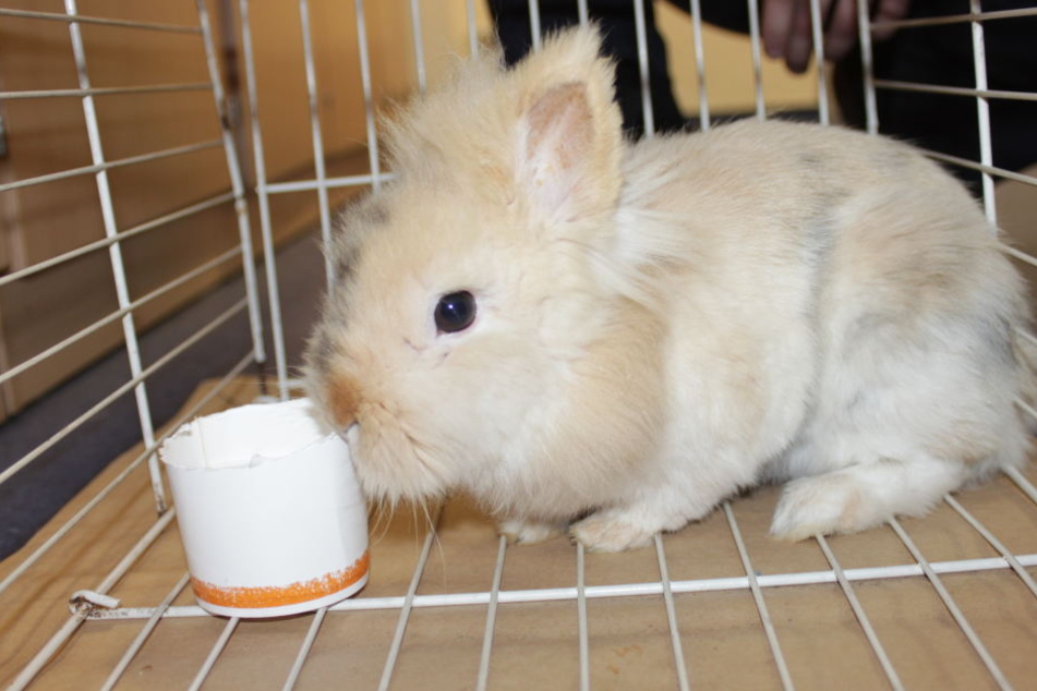 "Hermine" wurde das Kaninchen von den Beamten getauft.