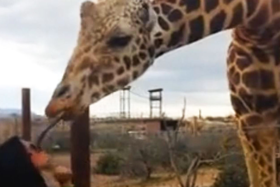 lustige giraffen bilder kostenlos