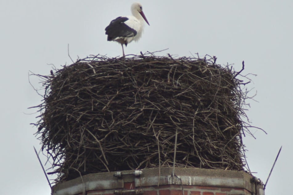 Im Kirchberger Ortsteil Cunersdorf macht's ein Storch sich lieber in seinem Nest gemütlich, als in den Süden zu ziehen.
