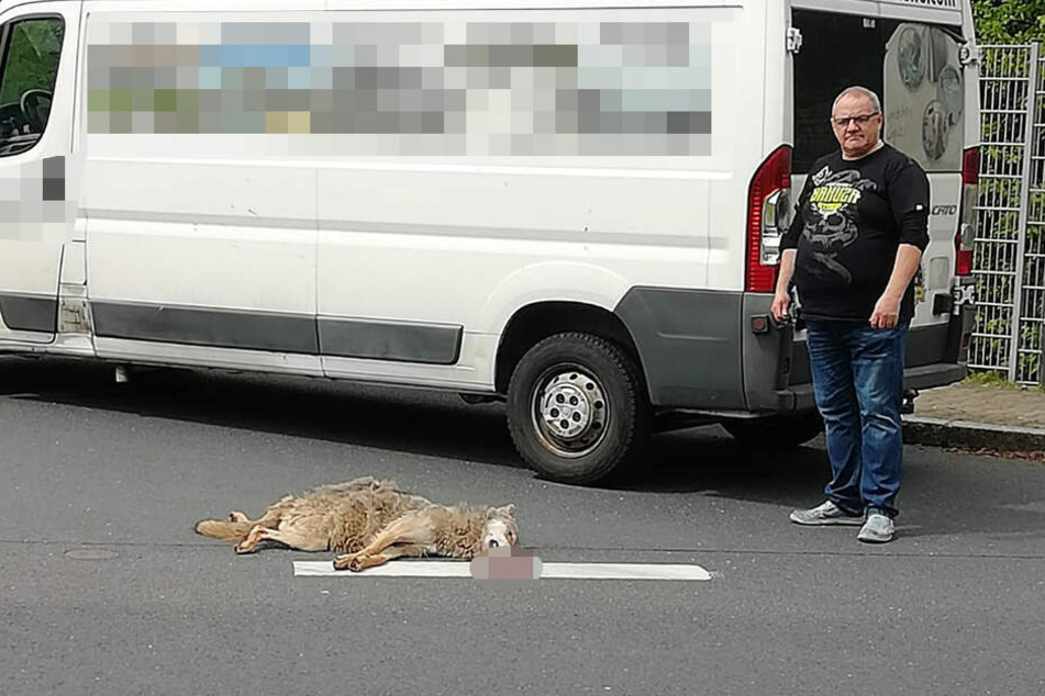 Er konnte nicht mehr ausweichen: In einem Gewerbegebiet in Radeburg überfuhr Holger Richmann (51) einen Wolf.