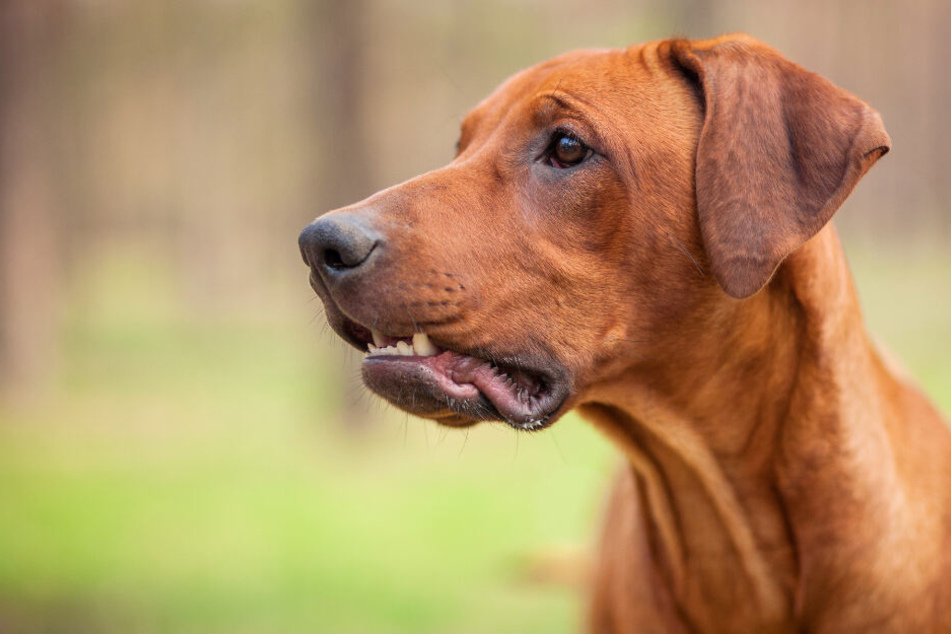 Das Bild zeigt einen Rhodesian Ridgeback. Die Rasse gilt als nicht aggressiv.