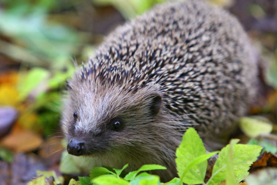 Für Igel ist das Leben bei diesen Temperaturen nicht leicht.