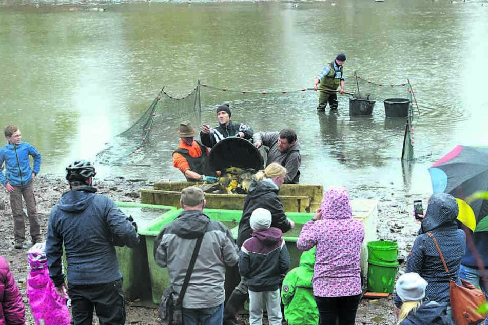 Landwirt Marco Sabotta (42) - im Hintergrund mit dem Stabkescher - und seine
Crew fischten Samstag den Pelzmühlenteich leer.