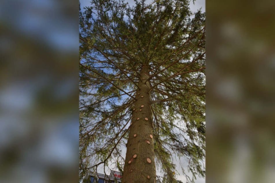 Frische Schnittstellen zeigen an einer Seite, dass der Weihnachtsbaum eigentlich üppiger gewachsen war.