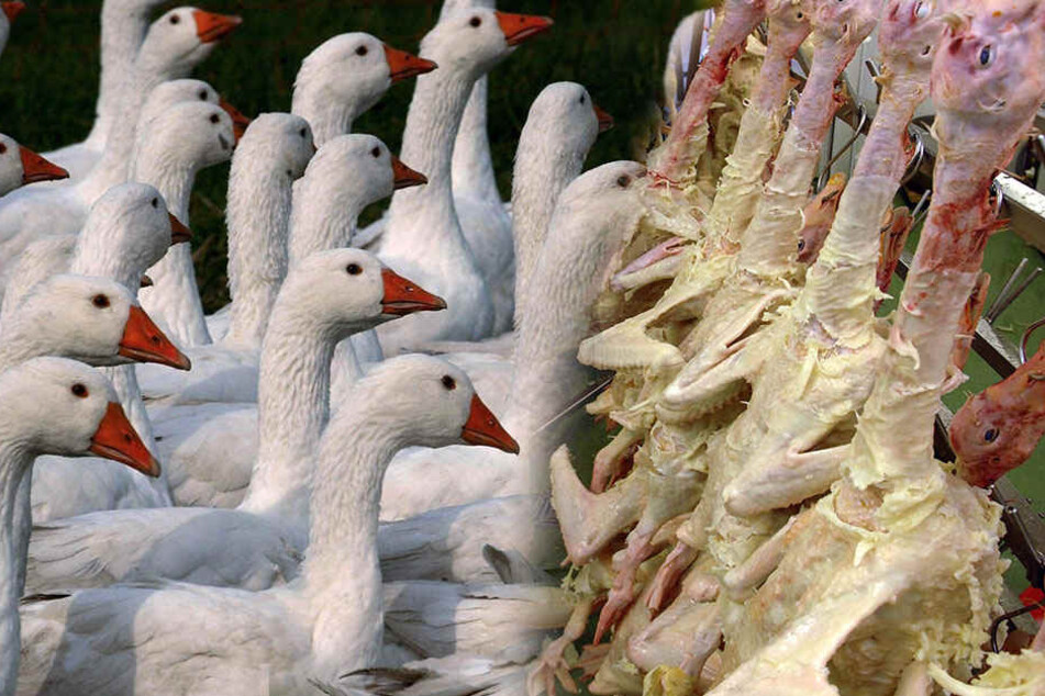 In der Kölner Innenstadt wurden für ein Experiment Gänse direkt vor den Augen der Kunden geschlachtet. (Symbolbild).