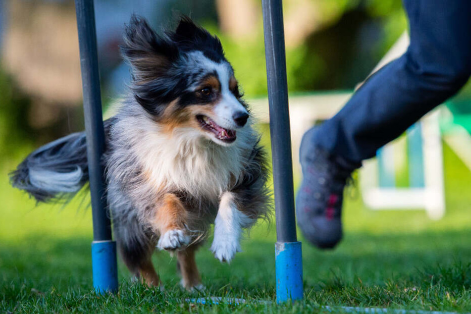 Hundetraining kann mit den falschen Methoden schädlich sein.
