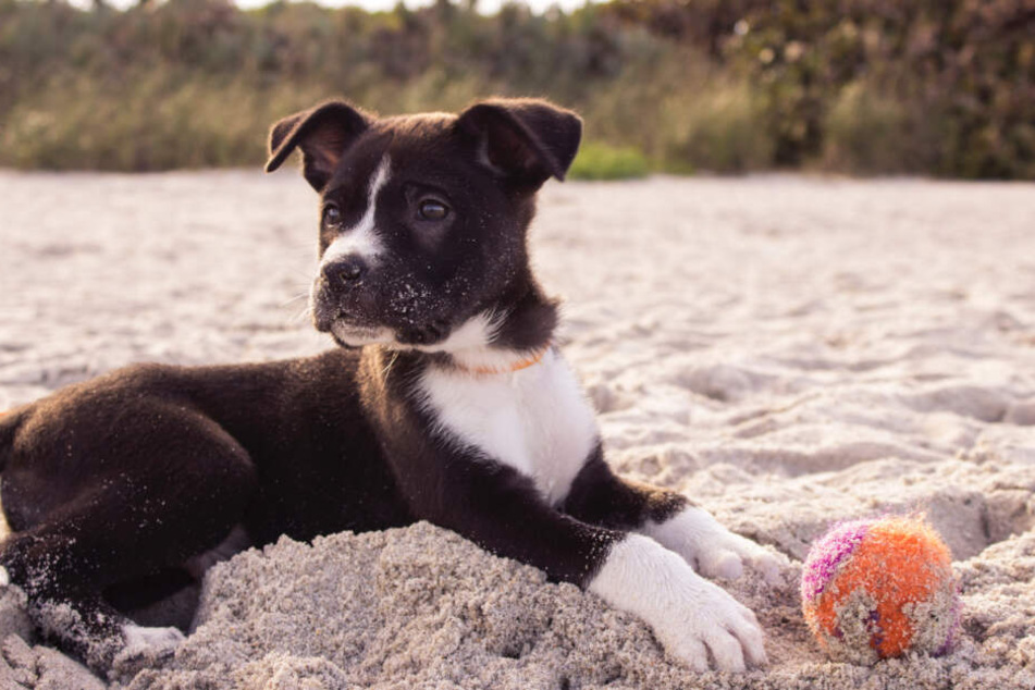 Wer sich bewusst macht, dass Hunde Rottöne nicht gut sehen, kann seinem Fiffi mit dem richtigen Spielzeug helfen.