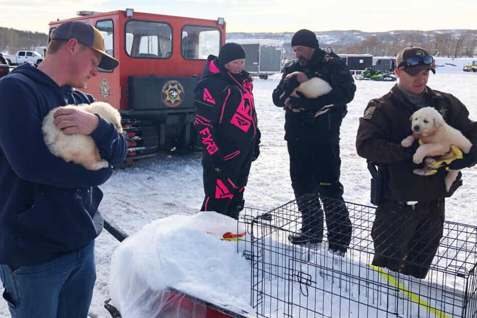 Auf dem Rettungsschlitten wurden die Hunde ins Tal gebracht.
