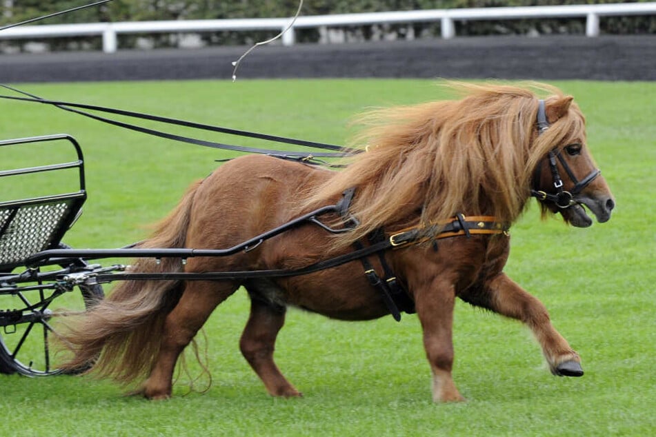 Das Pferd ließ sich nicht beruhigen (Symbolfoto).