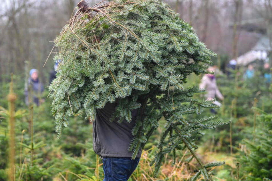 Ein Mann trägt einen Weihnachtsbaum über das Gelände einer Forstbaumschule.