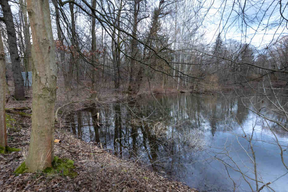 "Brückners unterer Teich" am Pfarrhübel wird in den kommenden Wochen entleert.