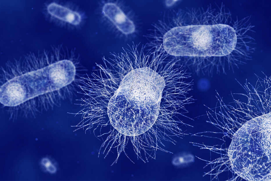 Und so sehen die Escherichia coli-Bakterien aus.
