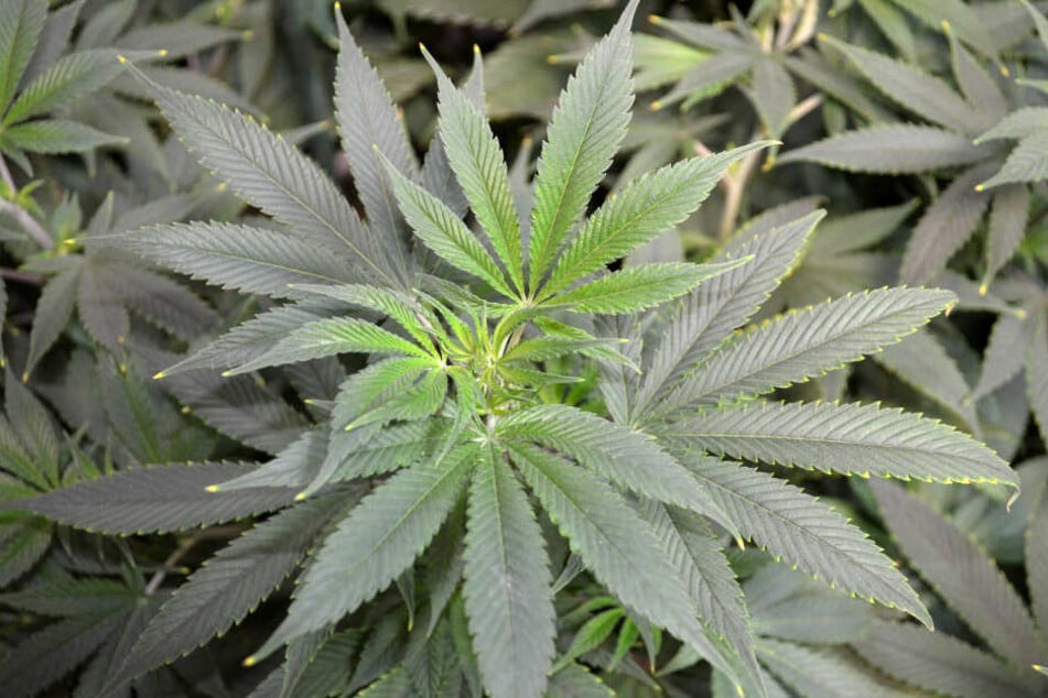 Die Zollfahnder fanden insgesamt 800 Gramm Marihuana in der Wohnung.
