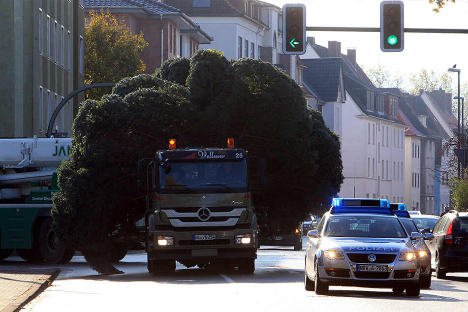 So sah der Transport der Bäume letztes Jahr aus.