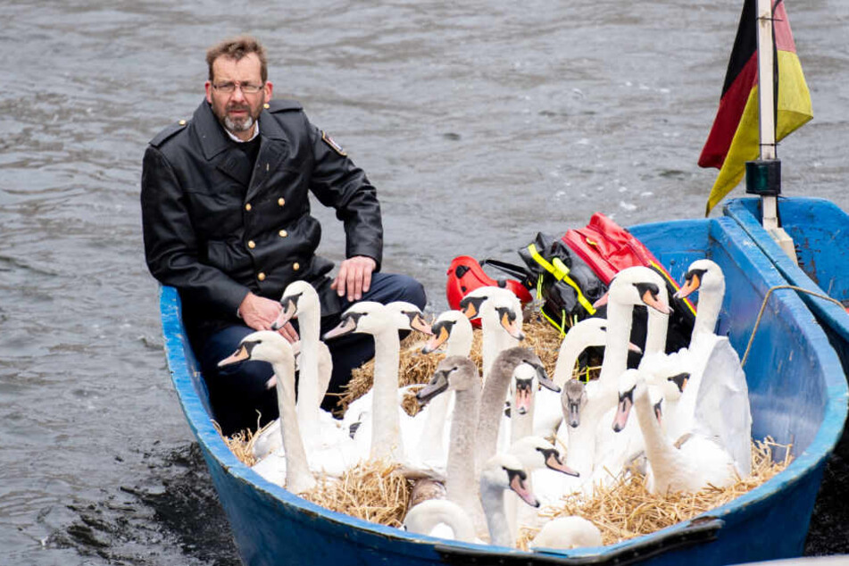 Schwanenvater Olaf Nieß bringt die Vögel mit dem Boot ins Winterquartier.