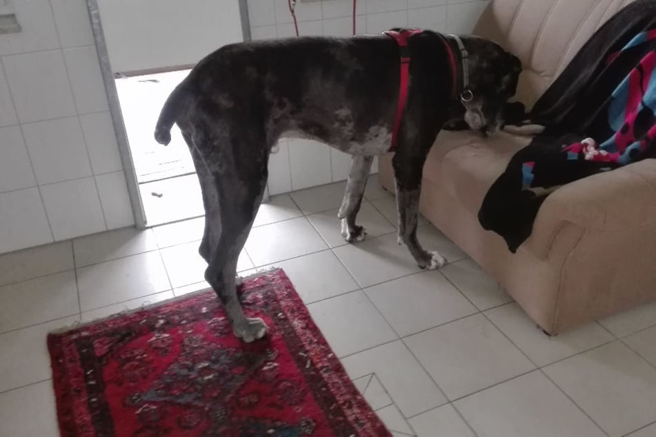 Nur erfahrene Hundehalter sollten sich ein solches "Kalb" nach Hause holen.