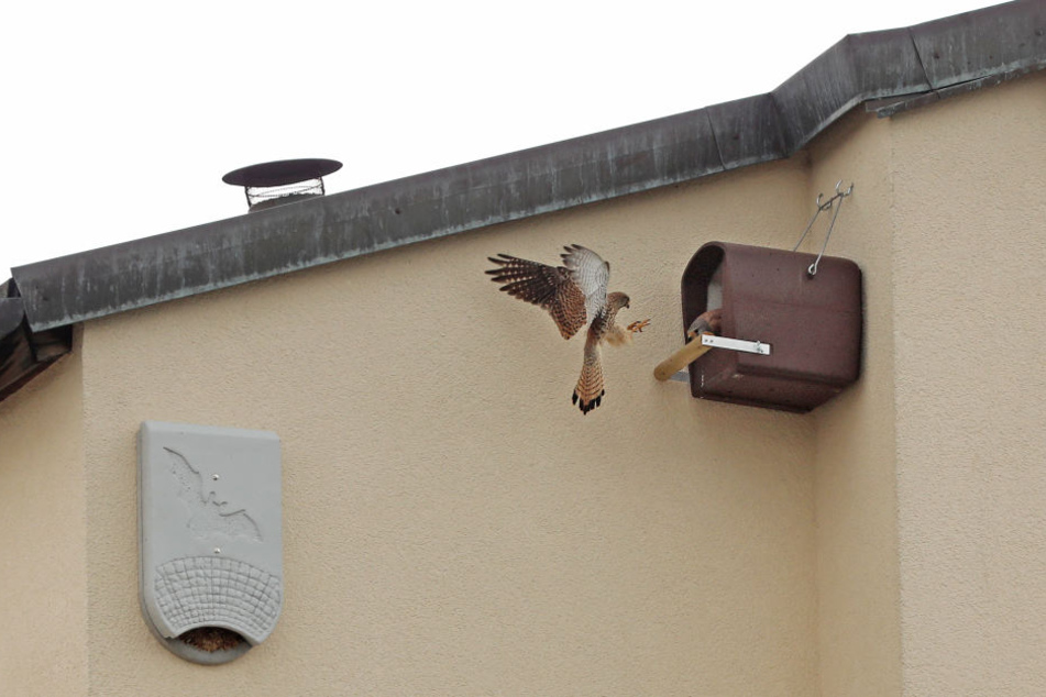 Dieser Turmfalke scheint sich schon an sein neues Zuhause gewöhnt zu haben.