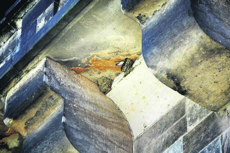 Über 40 Schwalbenpaare bauen momentan an Nestern auf beiden Brückenseite der
Augustusbrücke.