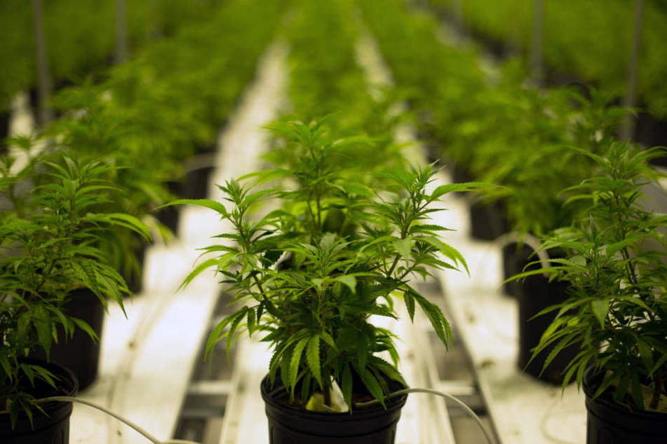 Vielleicht ist Cannabis für einige HIV-Patienten einen zeitweilige Alternative?