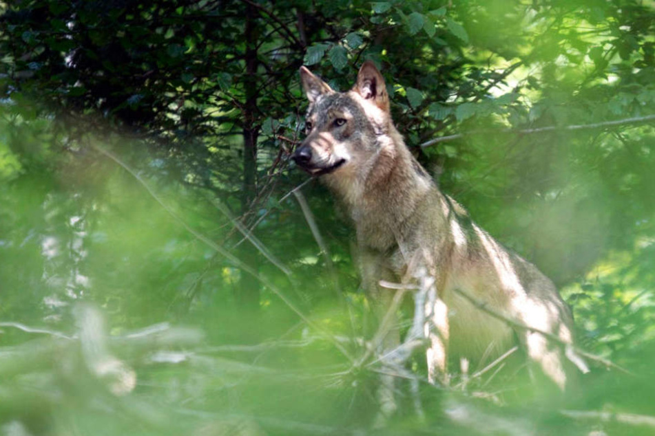Der erste Wolf seit 150 Jahren: Im Odenwald.