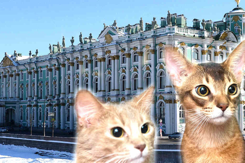 Katzen als Mittel gegen zu viele Ratten? Bei der Eremitage in St. Petersburg scheint es zu helfen.