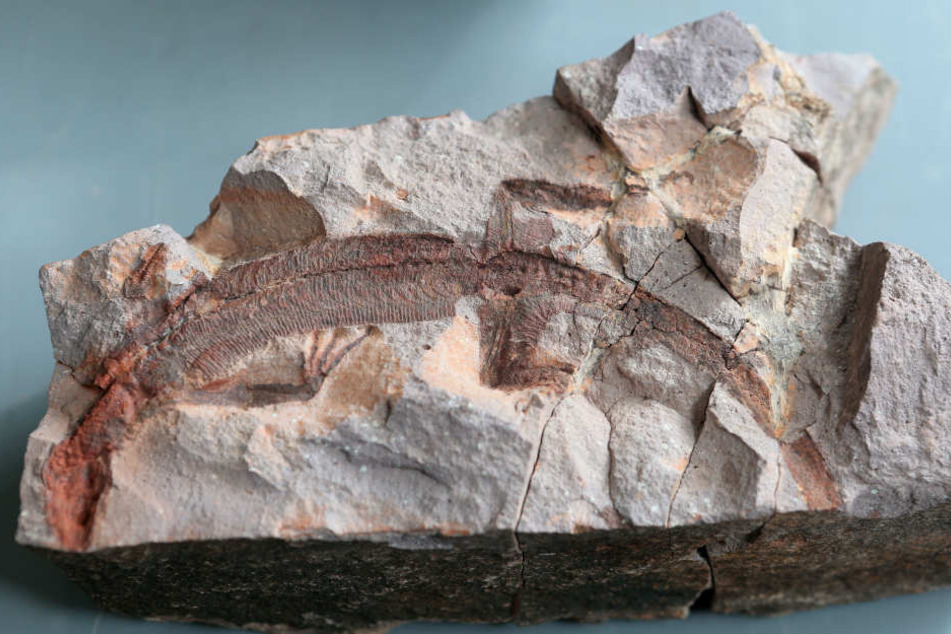 Wer sich die Ausstellung im Naturkundesmuseum Chemnitz anschauen will, wird dort bald auch neue Gesichter zu sehen bekommen.