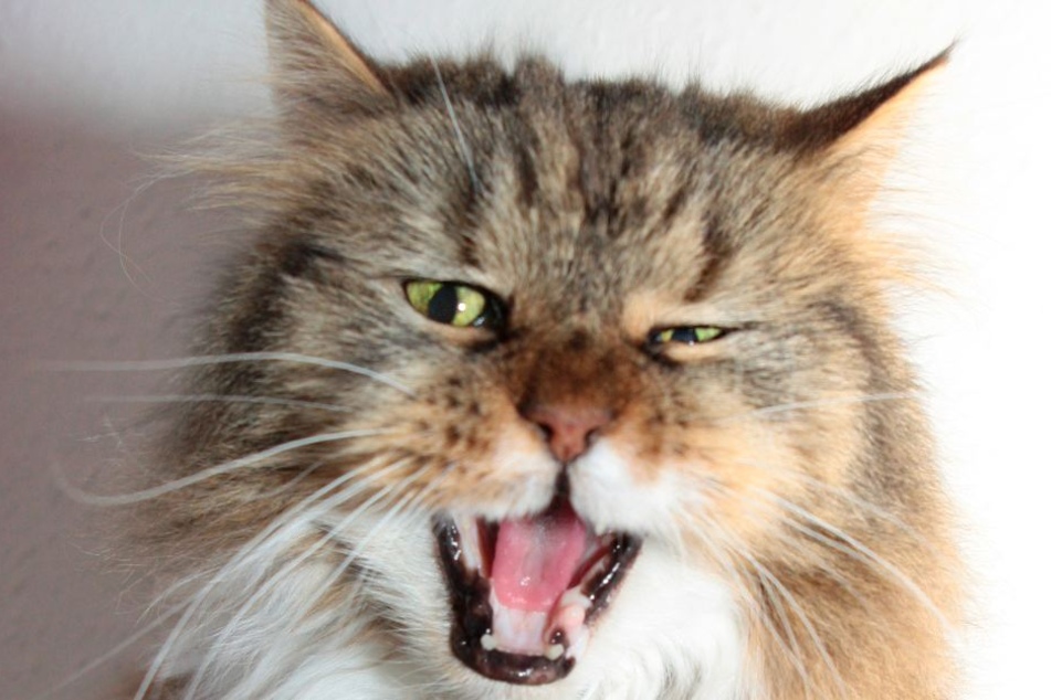 Die Katze spürte die Gefahr und weckte ihre Besitzer. (Symbolbild)