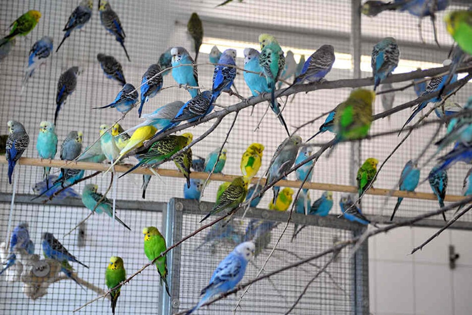 Ausgeflogen! Die Ziervögel des Leipzigers sind weg. (Symbolbild)