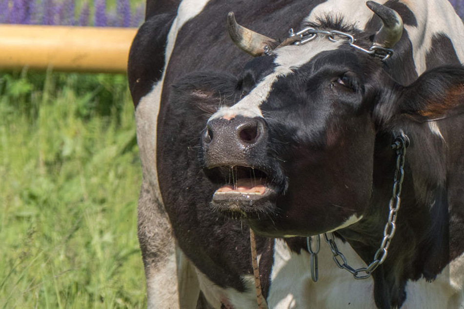 Diesmal müssen 280 Rinder im Münsterland geschlachtet werden. (Symbolbild)