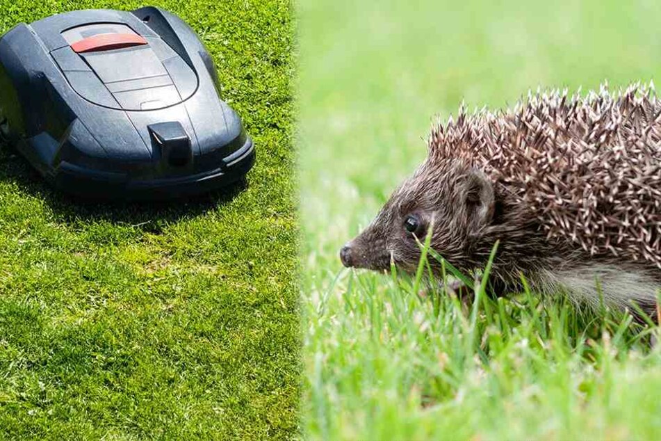 Igel contra Mähroboter: Die nützlichen Alltagshelfer können für die kleinen Stacheltiere tödlich sein.