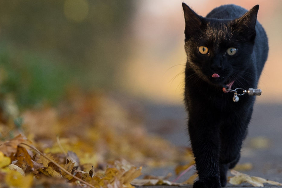 Eine Katze überlebte das vergiftete Futter nicht. (Symbolbild)