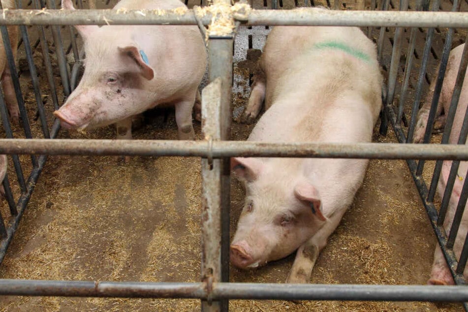Schweine in einem konventionellen Kastenstall. Die Schweine in dem Mastbetrieb im Alb-Donau-Kreis mussten aufgrund ihres Zustandes getötet werden.