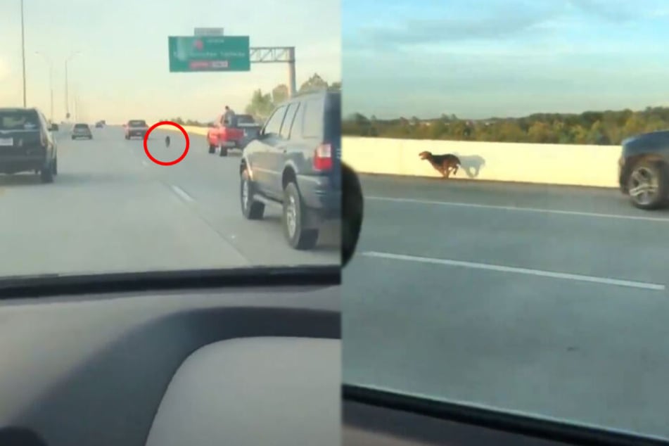Zwischen all den Autos: Dieser Hund war in akuter Lebensgefahr.