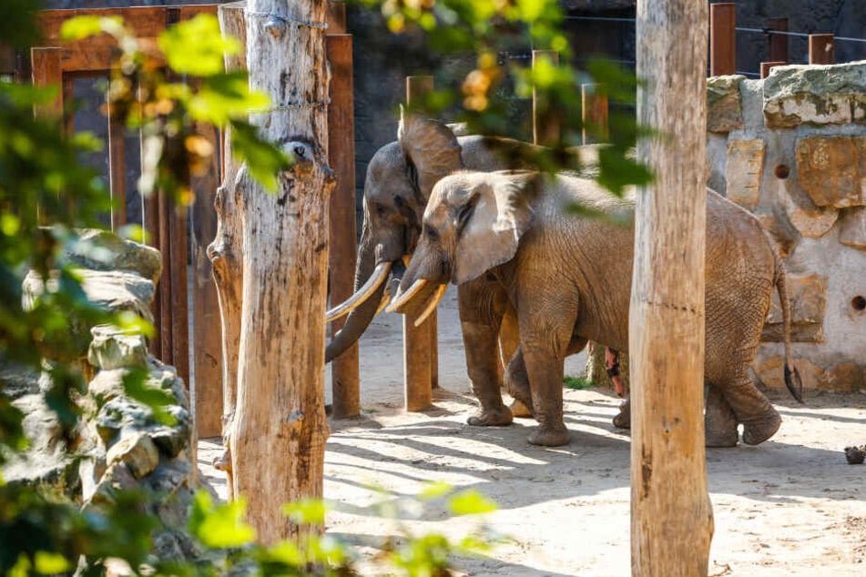 Tembo und Mogli beim Liebesgeflüster auf der Außenanlage.
