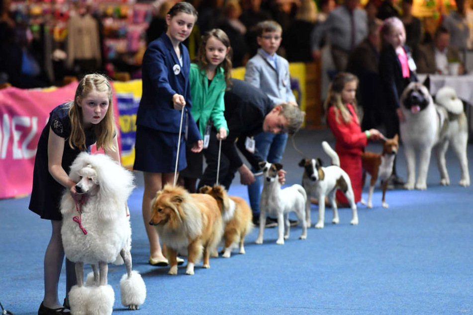 Bei zwei Hundeausstellungen werden rund 31.000 Exemplare erwartet. (Symbolbild)