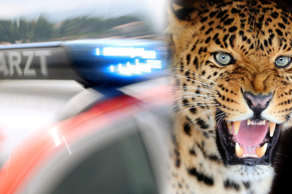 Der Leopard setzte sich nach der Attacke auf das Wohnmobil der Deutschen, ließ sich nicht verscheuchen. (Fotomontage/Symbolbild)