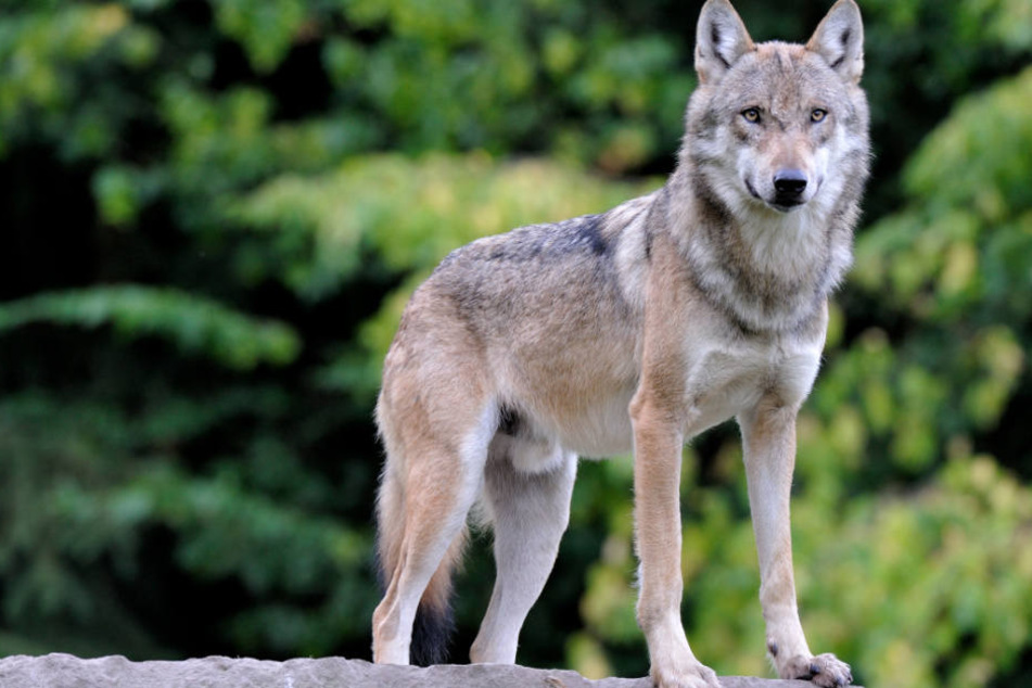 Ein Wolf ist für die toten Kälber im Landkreis Oberallgäu verantwortlich. (Symbolbild)