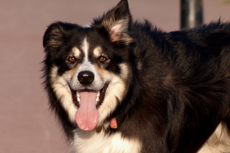 Ein Border Collie hat einen siebenjährigen Jungen ins Gesicht gebissen und schwer verletzt (Symbolbild).