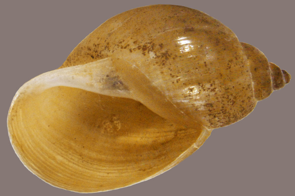 Schlammschnecke Austropeplea viridis - Forscher haben zwei exotische und potenziell gefährliche Schneckenarten erstmals in Europa nachgewiesen.
