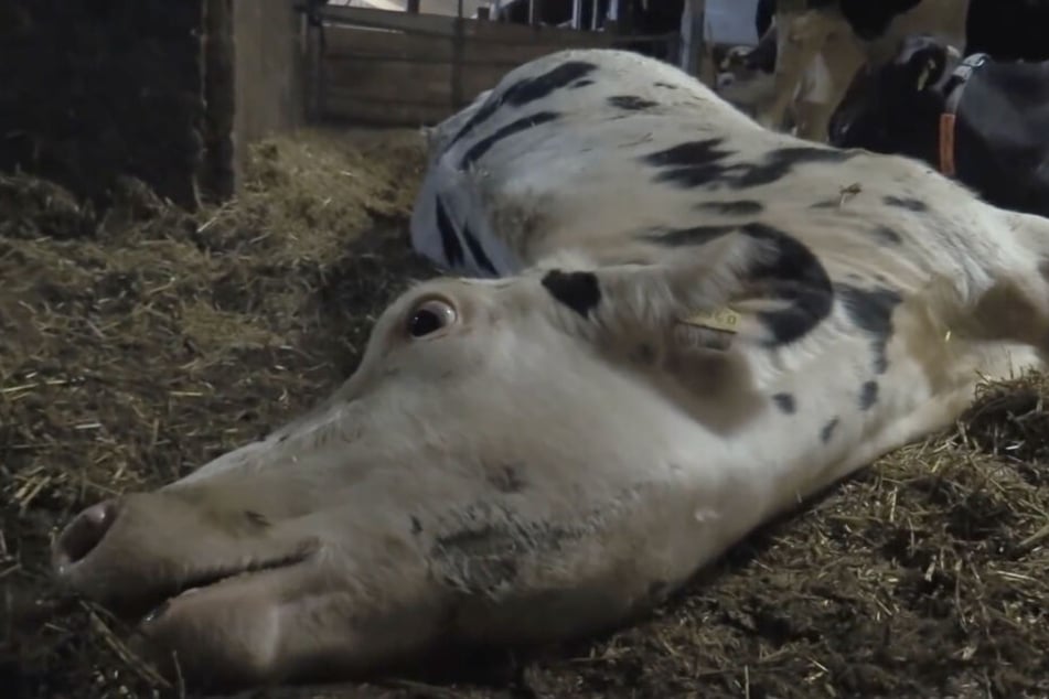 Das Video der Soko Tierschutz zeigt den Todeskampf einer Kuh. Die Aufnahmen sollen auf dem Hof in Bad Grönenbach entstanden sein.