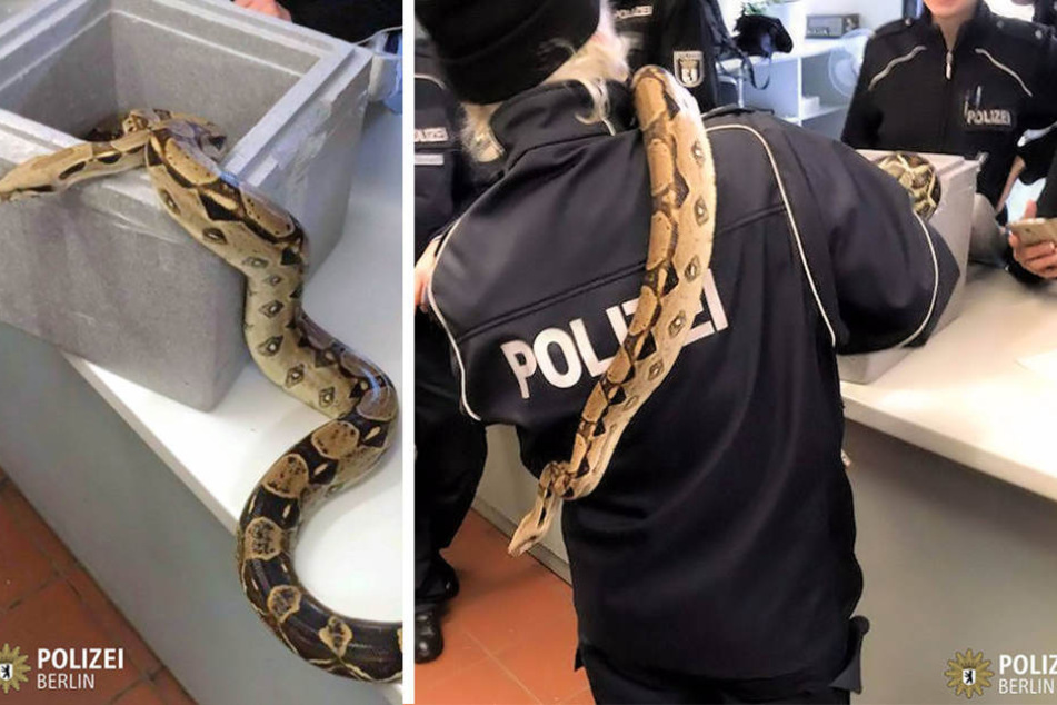 Berliner Polizeibeamte versuchten sich am Freitag als Schlangenbeschwörer.
