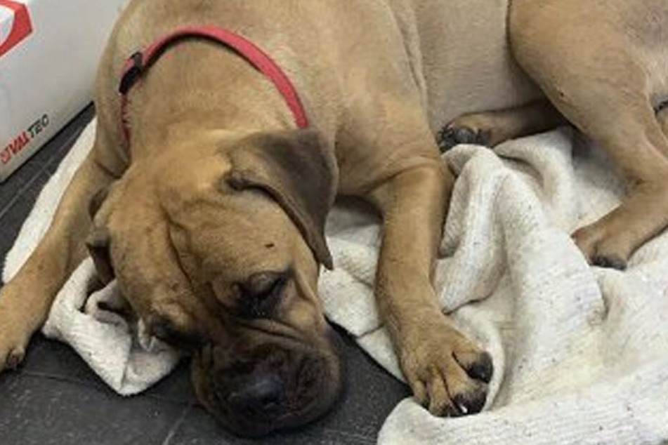 Verletzt aber lebend kam der Hund nach fast 200 Kilometern an seinem Ziel an.