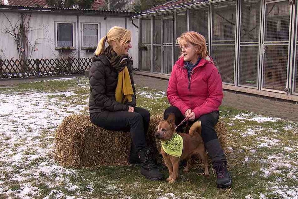 In der 1000. Sendung sucht Uta Bresan (52, l.) für Dackel-Mix Snoopy (7) aus dem Tierheim Erfurt ein neues Frauchen oder Herrchen.