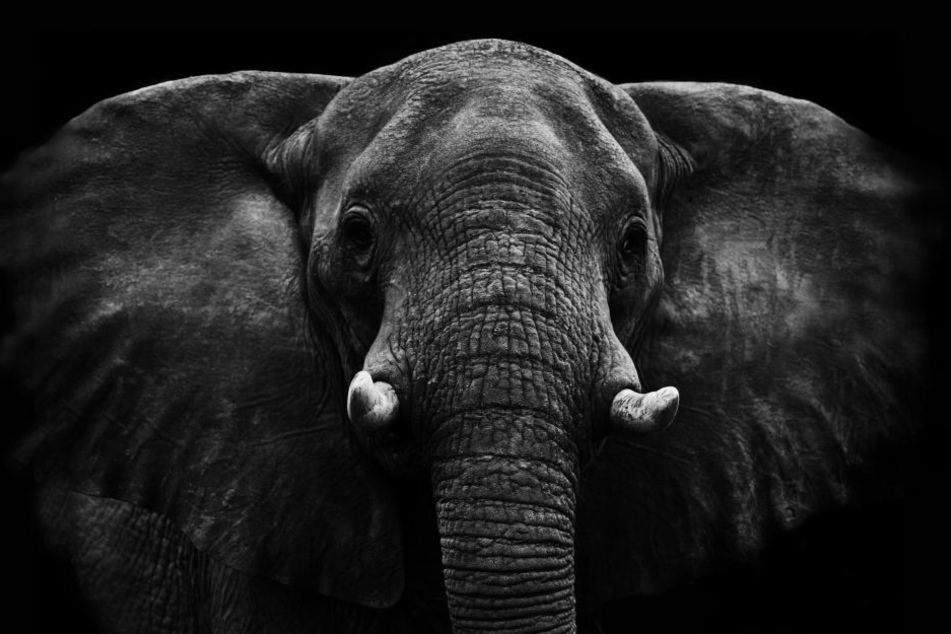 Der Elefant soll den Mann in Stücke gerissen haben. (Symbolbild)