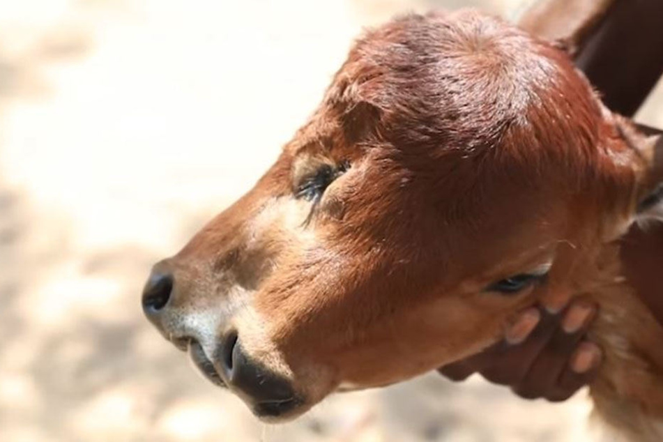 Extrem selten: Dieses Kalb wurde mit zwei Gesichtern geboren.