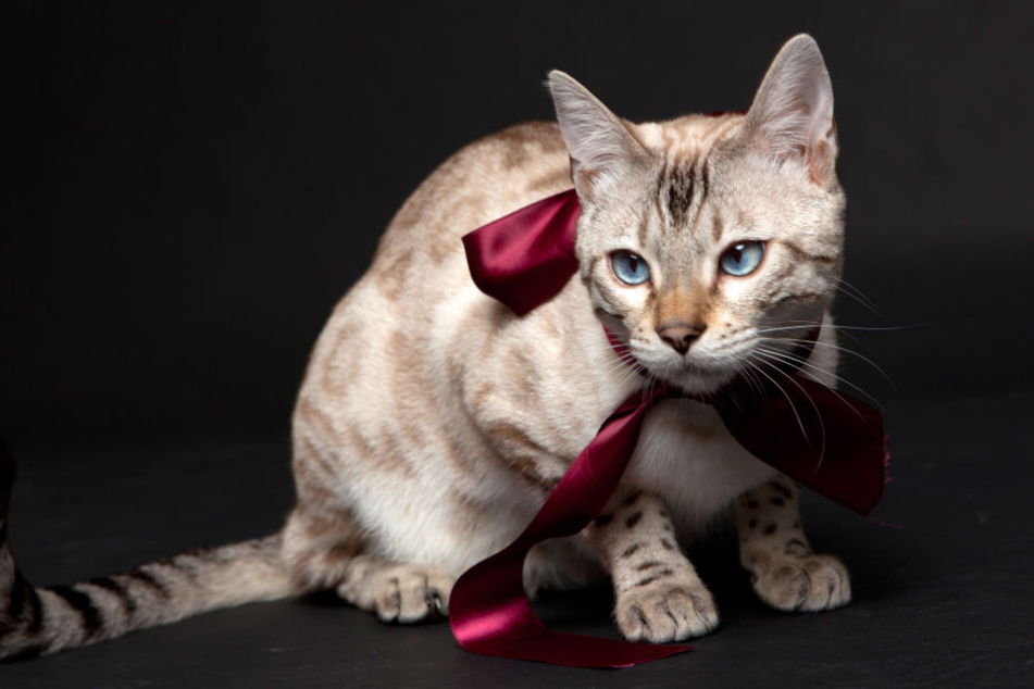 Damit Hund, Katze und Co. nicht unter dem Weihnachtsbaum landen, vermittelt das Tierheim Delitzsch vor Weihnachten keine Tiere mehr. (Symbolbild)