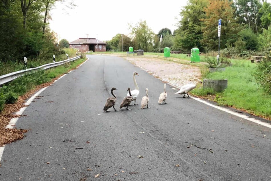 Die Schwanenfamilie verirrte sich auf die A1.