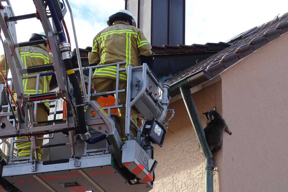Die Feuerwehr rückte mit der Drehleiter an, um das pelzige Tierchen zu retten.